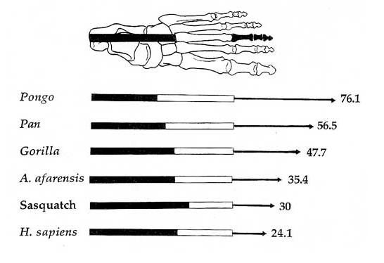 Muldrum11