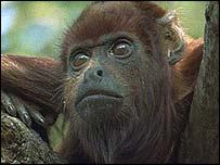 howlermonkey